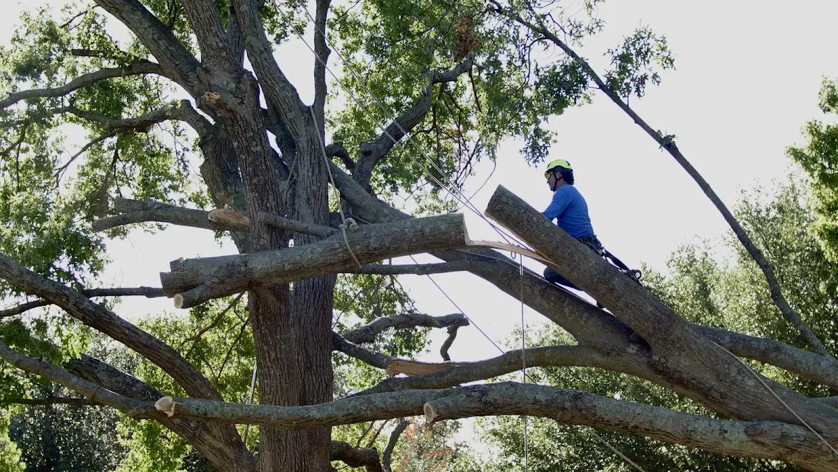 Professional Crown Thinning performed by certified arborists in Galt