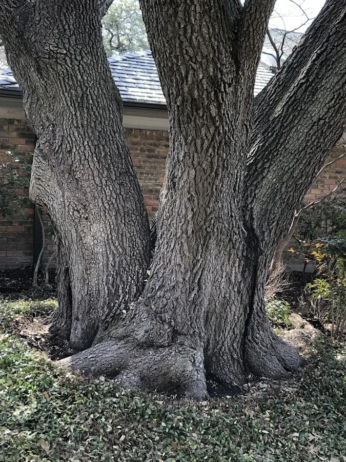 Mature heritage tree close to a Galt property cared for by certified arborists